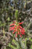 plantas y flores en el parque nacional de table mountain ciudad del cabo. foto