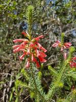hermosas flores rojas y plantas de la montaña de la mesa de sudáfrica.