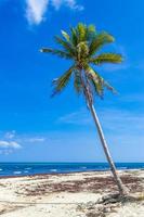 palmera tropical inclinada cielo azul playa del carmen mexico.