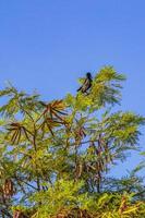 Great-tailed Grackle bird sits on tropical tree crown Mexico.