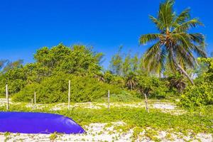 playa tropical natural 88 palmera playa del carmen mexico. foto