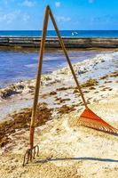 Pitchfork rake broom seaweed sargazo beach Playa del Carmen Mexico.