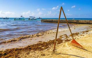 Pitchfork rake broom seaweed sargazo beach Playa del Carmen Mexico.