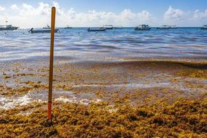 tridente rastrillo escoba algas marinas playa sargazo playa del carmen mexico. foto