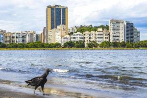 Buitre negro tropical en la playa de Botafogo, Río de Janeiro, Brasil. foto