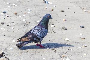 retrato de un hermoso pájaro paloma colorido playa botafogo brasil. foto