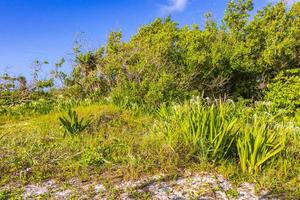 plantas tropicales en el bosque natural de la playa playa del carmen mexico. foto