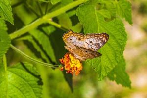 Tropical butterfly on flower plant in forest and nature Mexico. photo