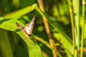 Mariposa tropical en planta verde en los bosques y la naturaleza de México. foto