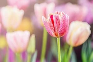 Pastels color of tulips. photo