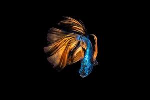 Colourful Betta fish,Siamese fighting fish in movement on black background. photo