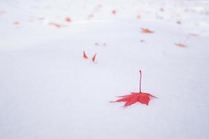 Hojas de arce coloridas cayendo sobre hielo de nieve blanca fresca en un parque público en Tokio, Japón.Diseño de fotografía con espacio de copia para agregar texto e ilustraciones. foto