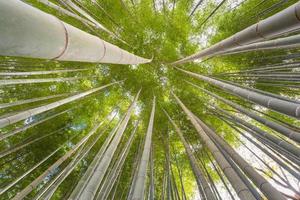 El ángulo de levantamiento del bosque de bambú con el glorioso sol matutino en Kioto, Japón foto