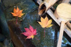 Japanese zen garden for relaxation balance and harmony spirituality or wellness in Kyoto,Japan photo