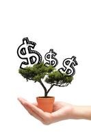 Business woman holding idea money tree in small pot on white background.Photo design for smart business, business idea and Financial growth concept. photo