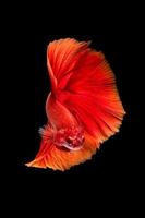 Close up art movement of Betta fish or Siamese fighting fish on black background photo