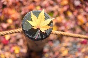 Japanese maple leaf on wood pattern backgroud in autumn season at Kyoto,Japan photo