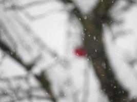 red apple covered by snow. snow covered tree. snowy weather