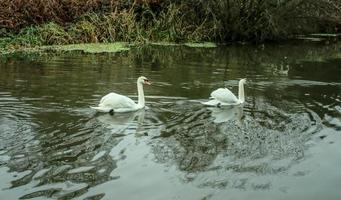 two swans swimming right photo