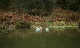 swans near river bank photo