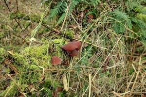 mushrooms and moss growing on a tree photo