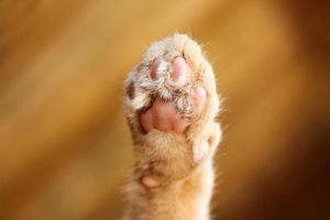 Cute cat paw print from below with soft orange fur with blurred orange background. photo