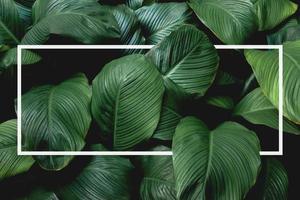 creative layout of tropical leaves Background with white square frame, flat lay photo