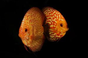 Portrait of aquarium discus fishes fish Symphysodon on black backround photo