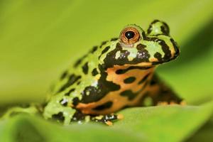 Frog Oriental fire-bellied toad Bombina orientalis sitting on green leaf photo