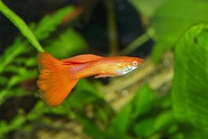 Portrait of aquarium fish - guppy Poecilia reticulata in aquarium photo