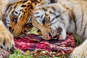 Two young siberian tigers Panthera tigris altaica eating meat