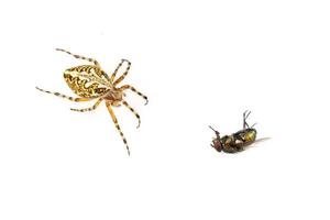 Cross spider and fly on a white background photo