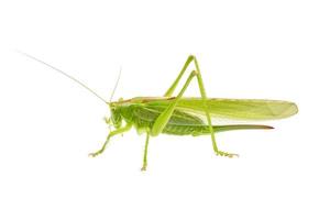 Green grasshopper isolated on a white photo