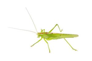 Green grasshopper isolated on a white photo