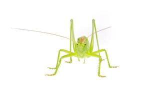 Green grasshopper isolated on a white photo