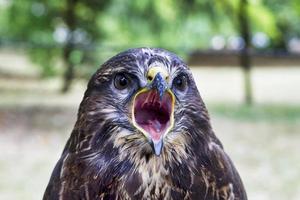 Retrato de ratonero común Buteo buteo foto