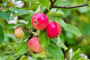 manzanas en una rama. manzanas en un árbol en el jardín de cerca foto