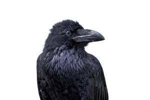 Retrato de cuervo común Corvus corax sobre un fondo blanco. foto