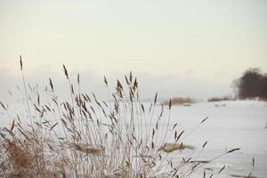 el viento frío sacude los tallos secos de las cañas, el lago de invierno está helado cubierto de nieve blanca foto