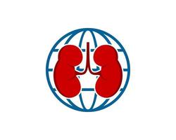 Abstract globe with healthy kidney inside vector