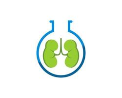 Simple bottle laboratory with healthy kidney inside vector