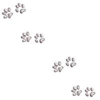 animal steps, footprint, trail. animal tracks. Typical footprints vector