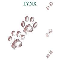 lynx steps, footprint, trail. lynx tracks. Typical footprints vector