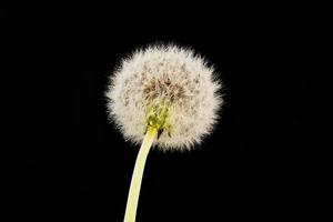 Close-up of dandelion on the black background photo