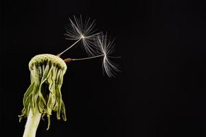 Close-up of dandelion on the black background photo