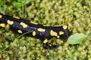 Fire salamander Salamandra salamandra in a nature photo