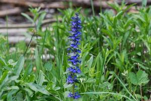 corneta vertical ajuga genevensis en una naturaleza foto