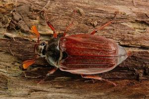 Cockchafer Melolontha melolontha on wood photo