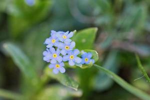 bosque nomeolvides myosotis sylvatica en una naturaleza foto