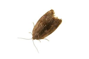 Brown moth on a white background photo